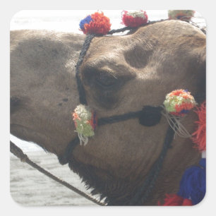 Oman Muscat Camel Foto Art Print Quadratischer Aufkleber