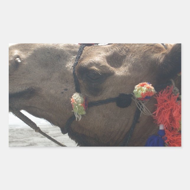 Oman Muscat Camel Foto Art Print Rechteckiger Aufkleber (Vorderseite)