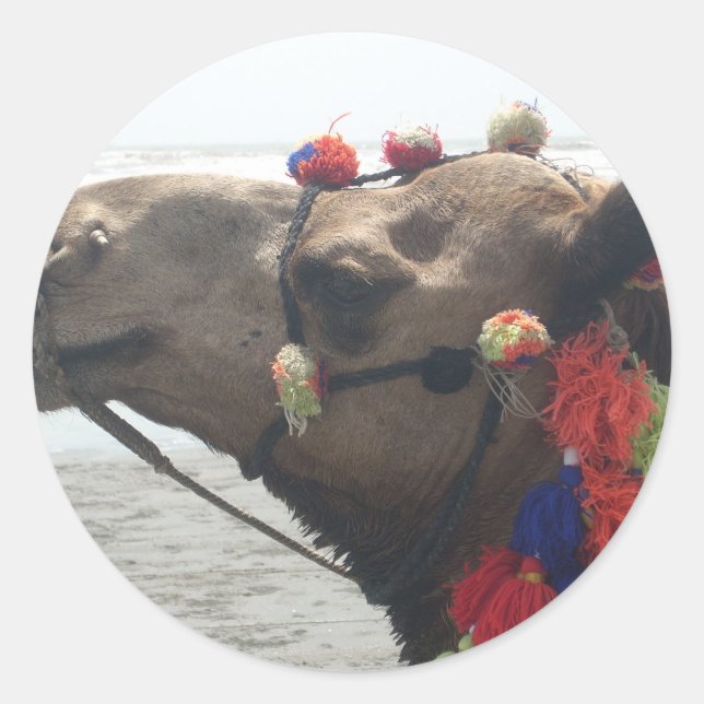 Oman Muscat Camel Foto Art Print Runder Aufkleber (Vorderseite)