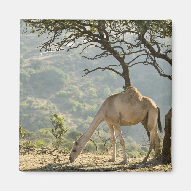 Oman, Region Dhofar, Salalah. Beige Magnet (Vorne)