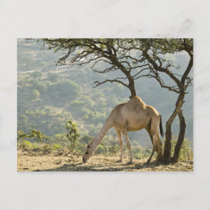 Oman, Region Dhofar, Salalah. Kamel Postkarte