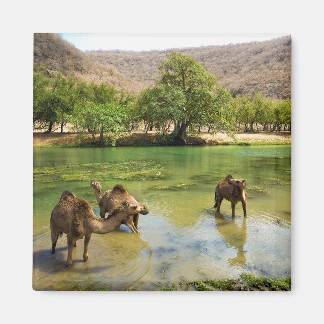 Oman, Wadi darbat Magnet (Vorne)