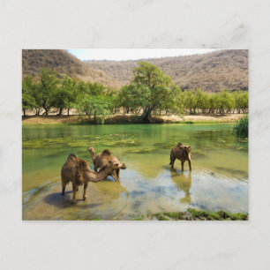 Oman, Wadi Darbat Postkarte