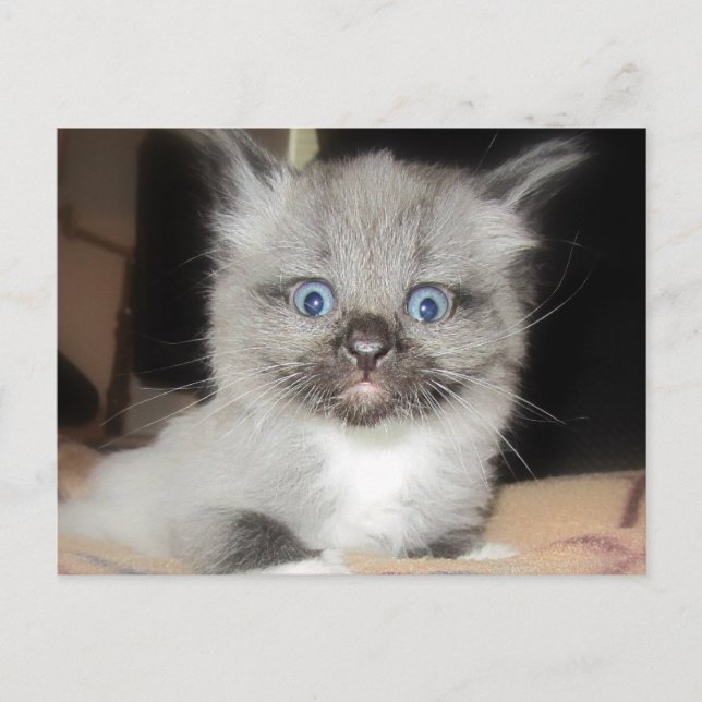 OMG POSTKARTE (Vorderseite)