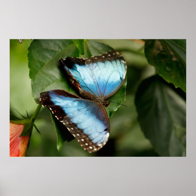 On the Green Poster (Vorne)