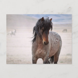 Onaqui Wild Horses Postkarte