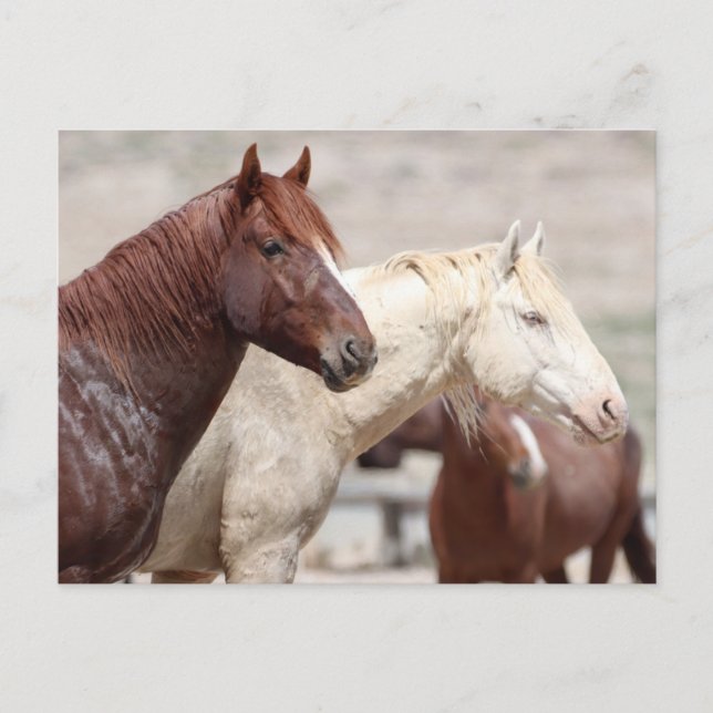Onaqui Wild Horses Postkarte (Vorderseite)