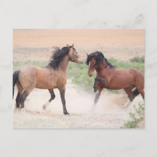Onaqui Wild Horses Postkarte