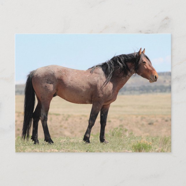 Onaqui Wild Horses Postkarte (Vorderseite)
