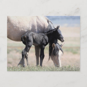 Onaqui Wild Horses Postkarte