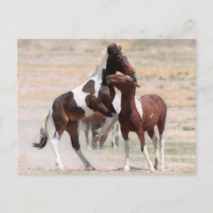 Onaqui Wild Horses Postkarte