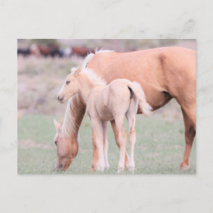 Onaqui Wild Horses Postkarte