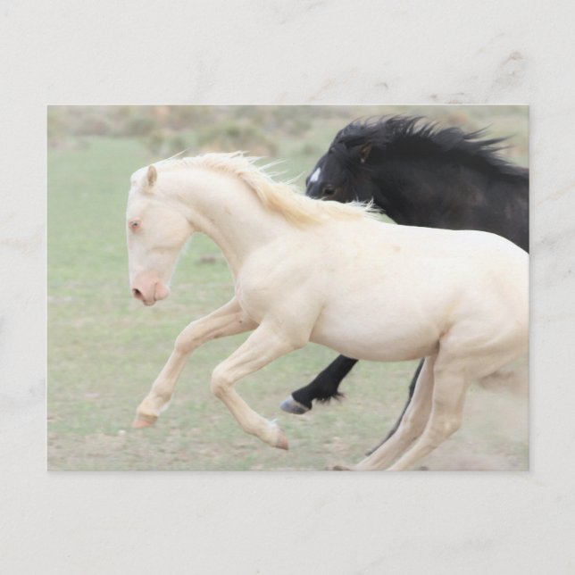 Onaqui Wild Horses Postkarte (Vorderseite)
