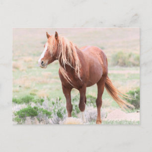 Onaqui Wild Horses Postkarte