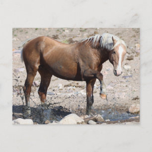 Onaqui Wild Horses Postkarte