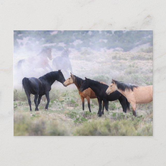 Onaqui Wild Horses Postkarte (Vorderseite)