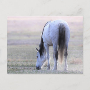 Onaqui Wild Horses Postkarte