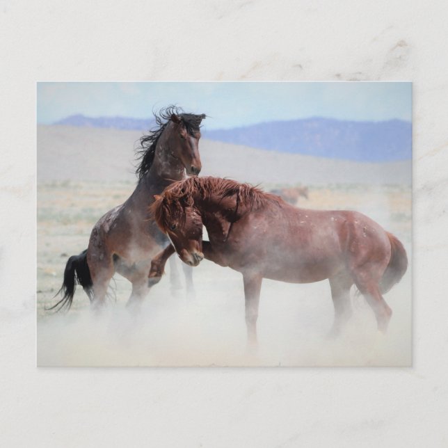 Onaqui Wild Horses Postkarte (Vorderseite)