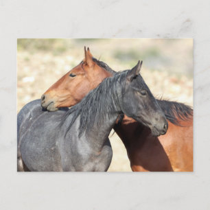 Onaqui Wild Horses Postkarte