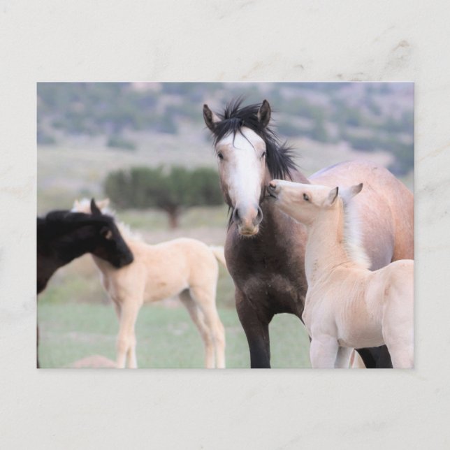 Onaqui Wild Horses Postkarte (Vorderseite)