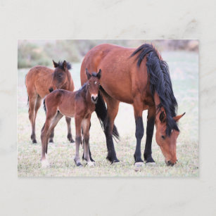 Onaqui Wild Horses Postkarte