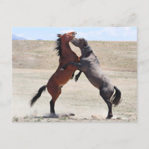 Onaqui Wild Horses Postkarte