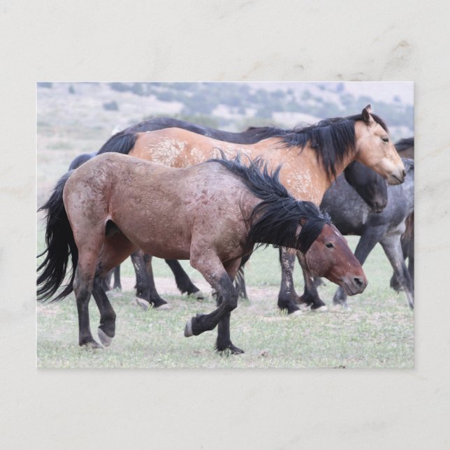 Onaqui Wild Horses Postkarte (Vorderseite)