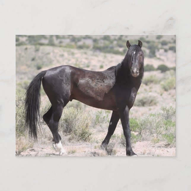 Onaqui Wild Horses Postkarte (Vorderseite)