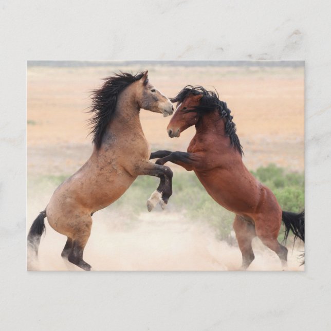 Onaqui Wild Horses Postkarte (Vorderseite)