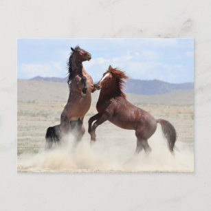Onaqui Wild Horses Postkarte