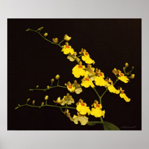 Onc Yellow Orchid Art Print -24x20 - oder kleiner Poster