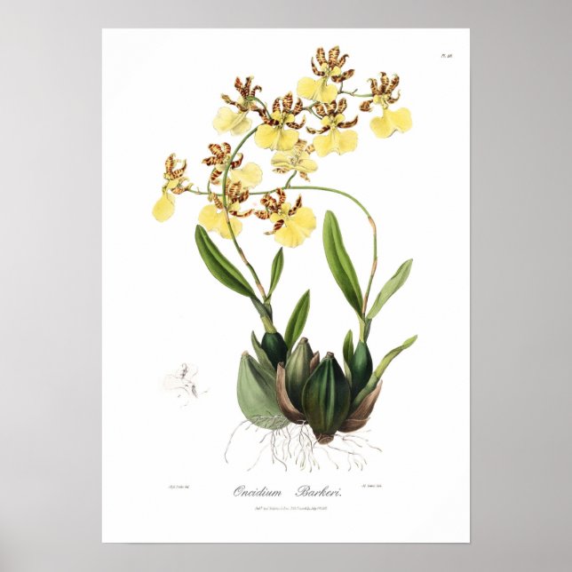 Oncidium Barkeri Poster (Vorne)