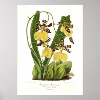 Oncidium bellerii poster