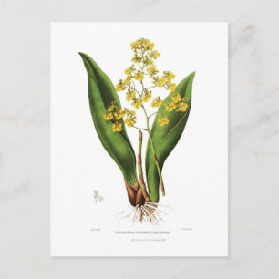 Oncidium cavendishianum postkarte