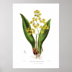 Oncidium cavendishianum von Miss S A Drake. Poster