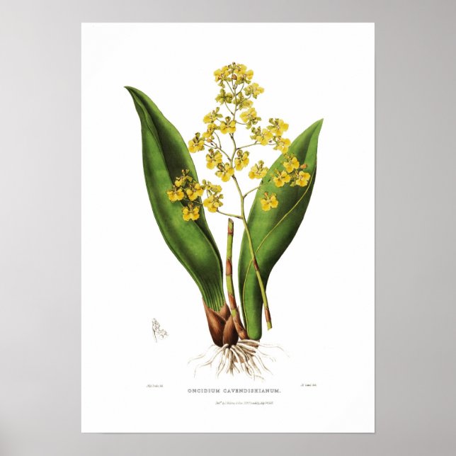 Oncidium cavendishianum von Miss S A Drake. Poster (Vorne)