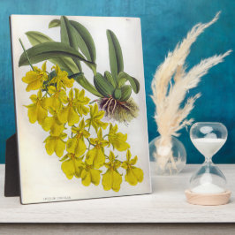 Oncidium Concolor Vintag Lindenia Orchio Fotoplatte