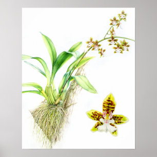 Oncidium Leucochilum feine Aquarell-Orchideen-Kuns Poster