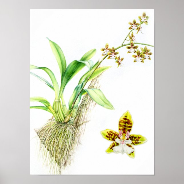 Oncidium Leucochilum Frische Pasta machen Poster (Vorne)