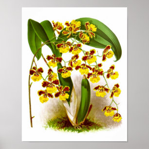 Oncidium Orchideengelb-Blumenorchideen-Drucknr. 6 Poster