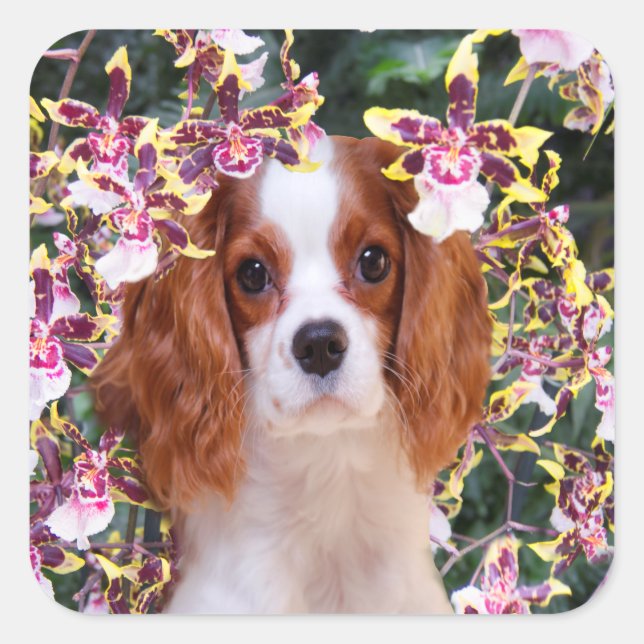 Oncidium Orchids Cavalier King Charles Stickers (Vorderseite)