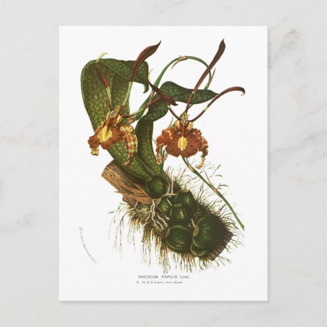 Oncidium papilio postkarte (Vorderseite)