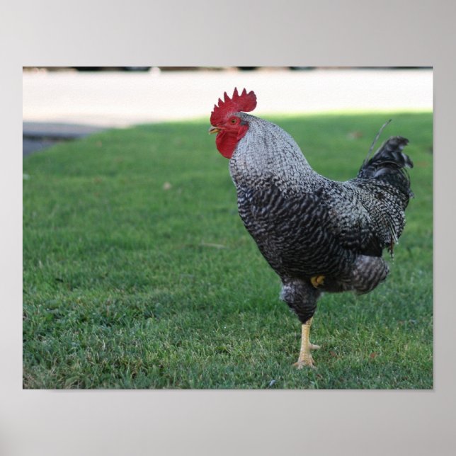 "One Leged Pose", Rooster Poster (Vorne)