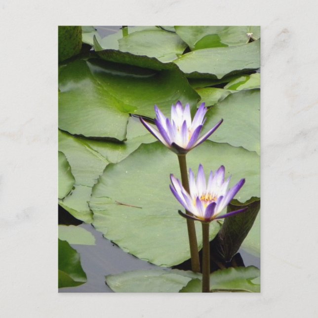 One/Lotus Blooms All-Occasion Greetings Postkarte (Vorderseite)
