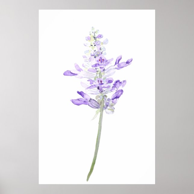 one purple fernleaf lavender watercolor  poster (Vorne)