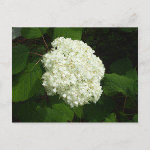 One Snowball Bloom Postkarte