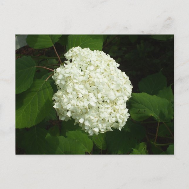 One Snowball Bloom Postkarte (Vorderseite)