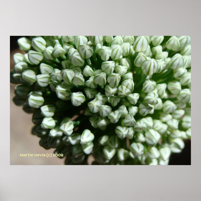Onion Blume Buds Poster (Vorne)