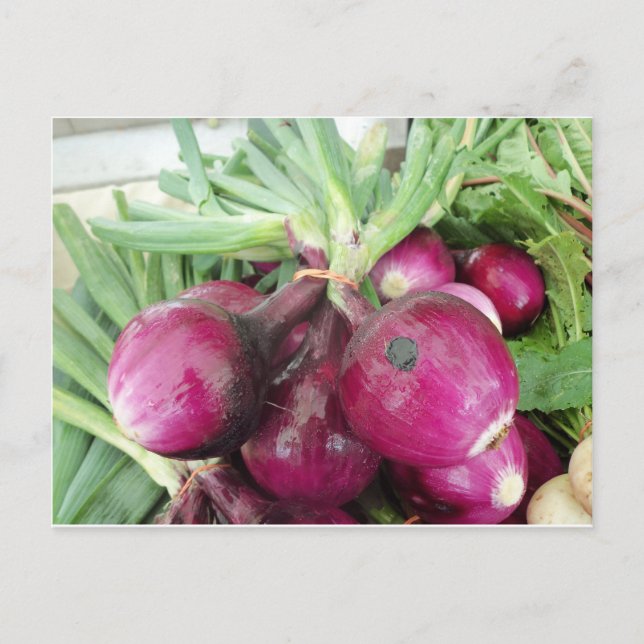 Onion Bundle Postkarte (Vorderseite)