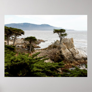 ONLINE CYPRESS Print, Value Poster Paper (Matte)